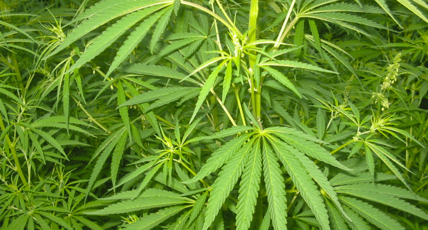 Cannabis Samen und Immunfunktion: Was sagt die Wissenschaft?
