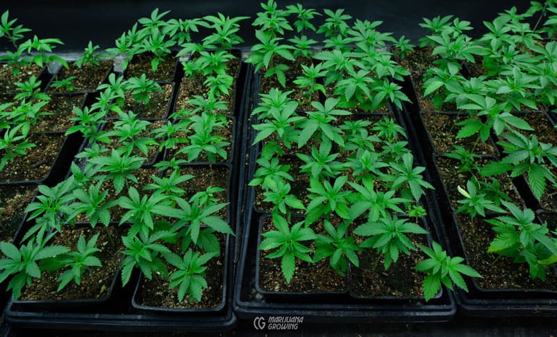 Cannabis Samen in der Tierernährung: Potenziale und Herausforderungen