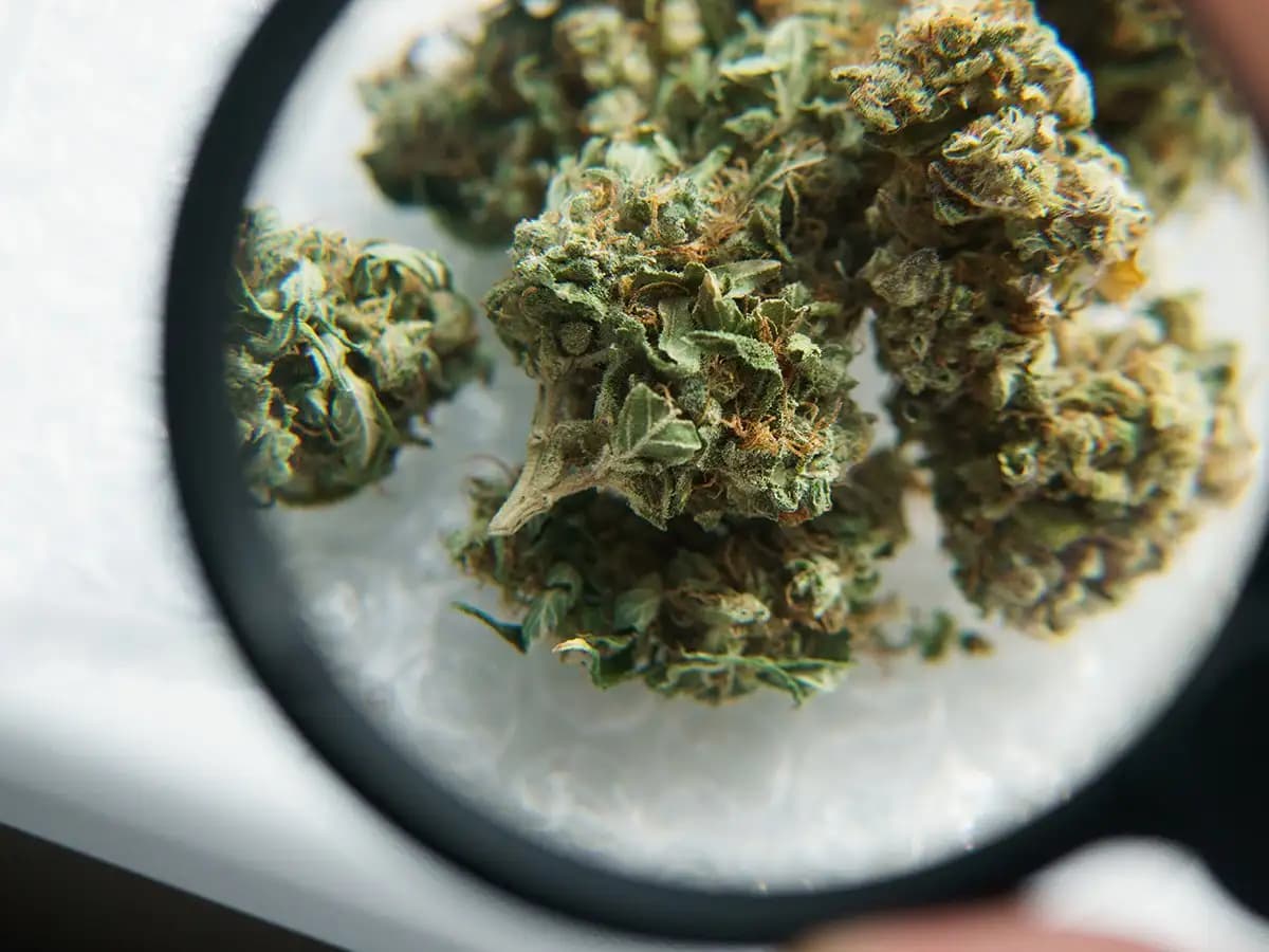 Cannabis Sativa: Die besten Sorten für Anfänger und Experten