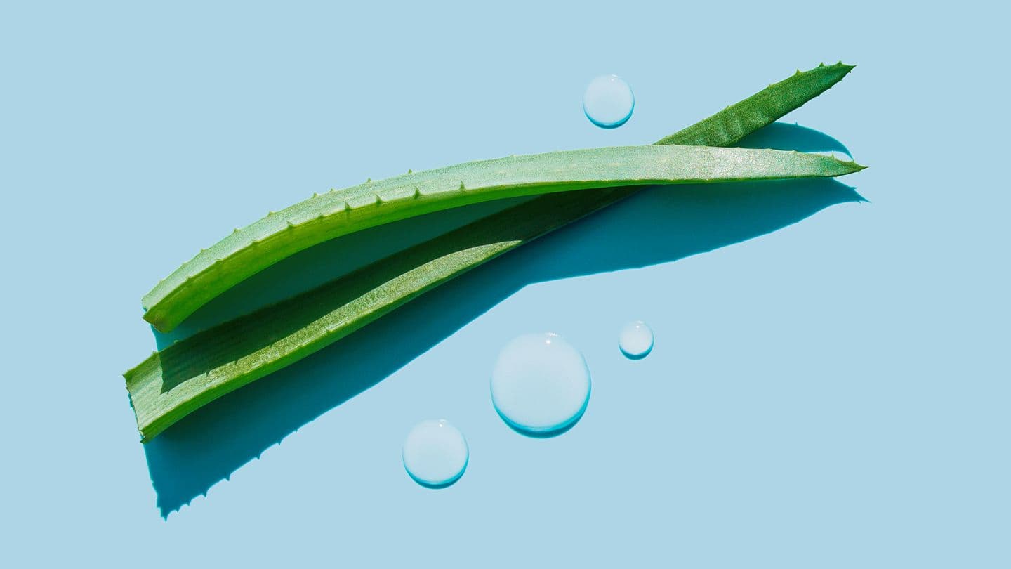 Erfolgreich als unabhängiger Distributor von Forever Living Products mit Aloe Vera Gel Gelly: Ein kompletter Leitfaden