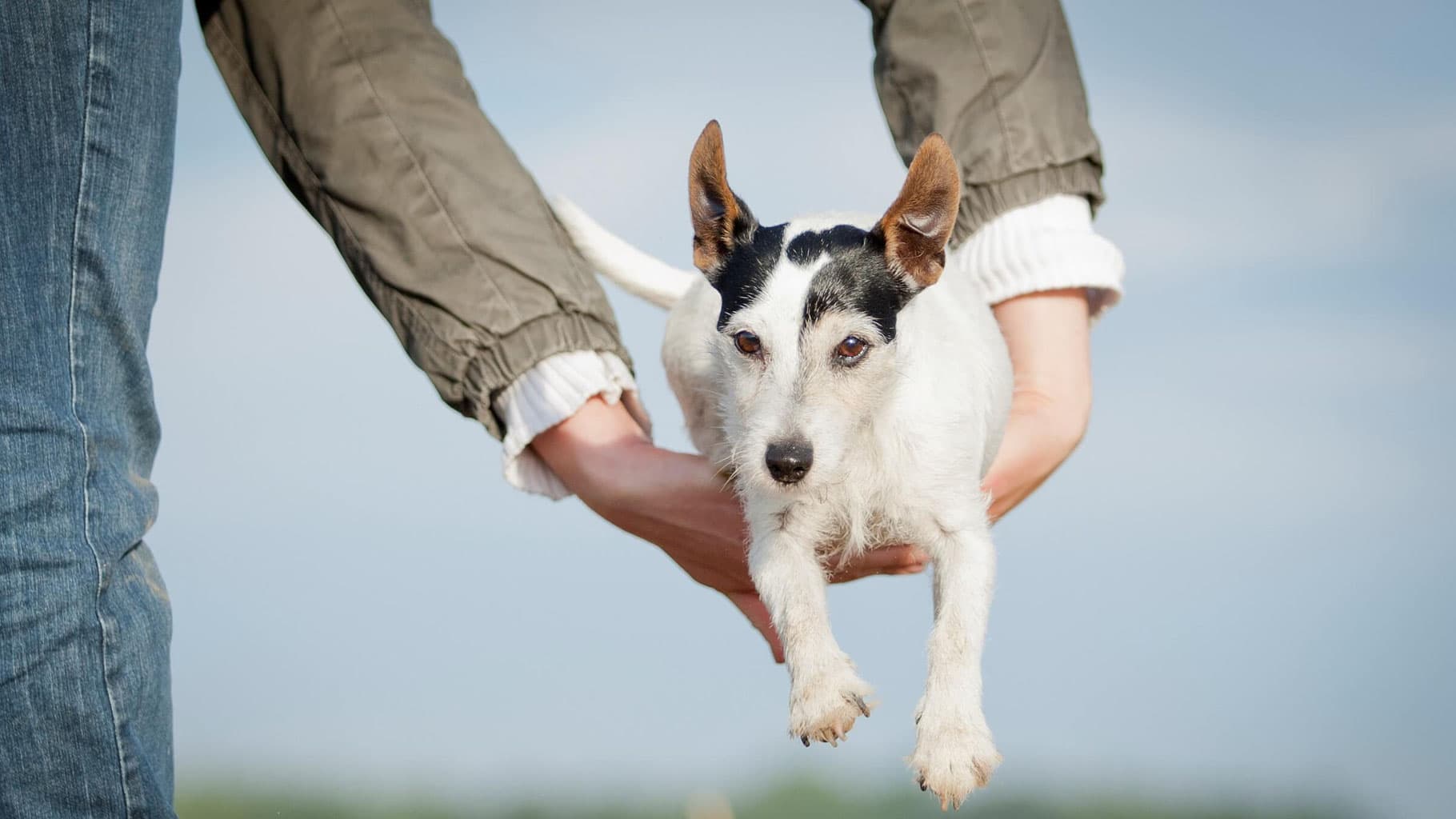 Schwanzwedelnder Erfolg: Werden Sie Mitglied in der Hundeschule Heiduk in Berlin