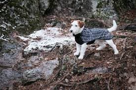 Maßgeschneiderte Schätze: Entdecken Sie Pitupitas exklusive Hundefreuden