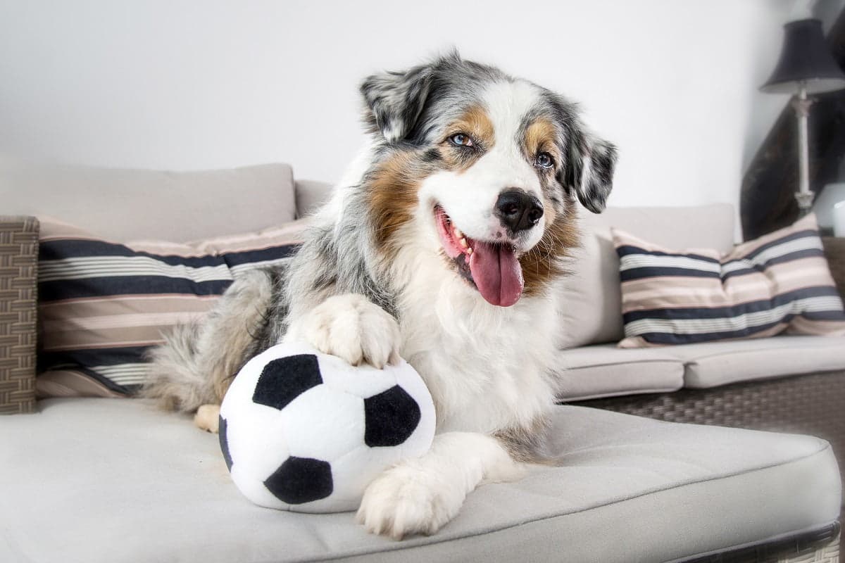 Verspielte Pfoten: Hundespiele, die Spaziergänge unterhaltsam machen