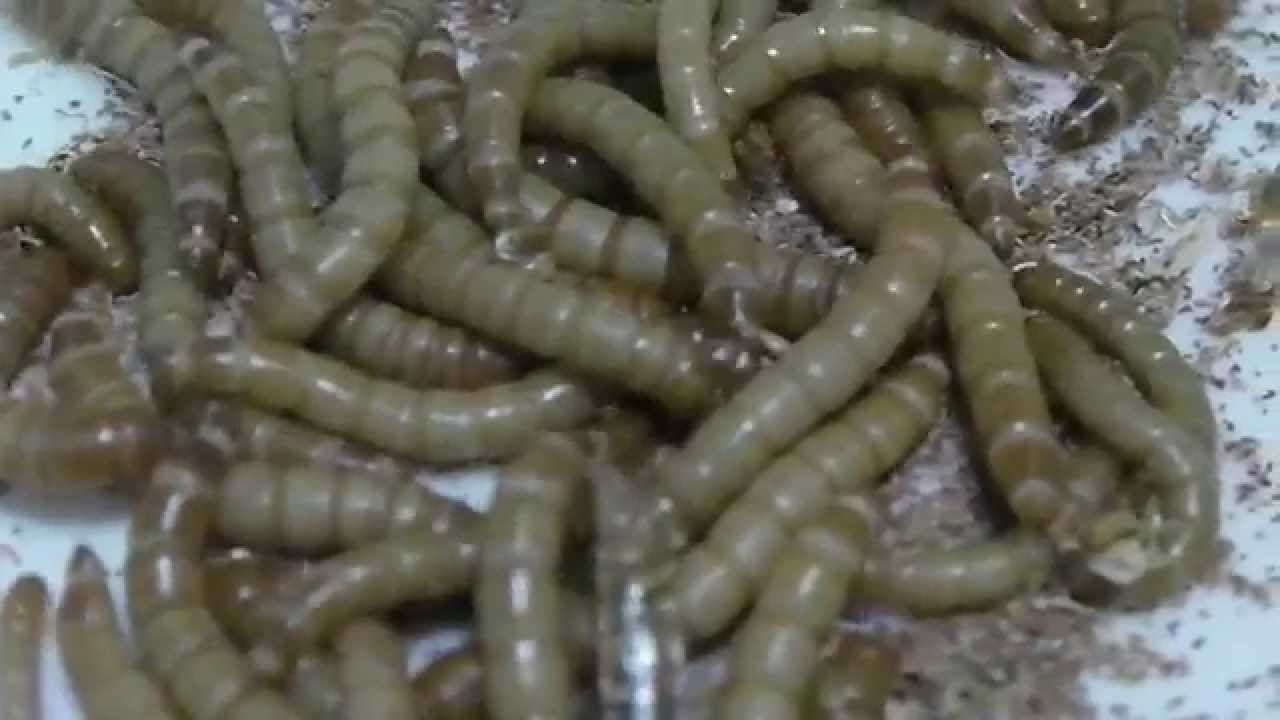 Natürlich lecker: Getrocknete Mehlwürmer als gesunder Snack