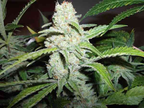 Rhino Cannabis Samen: Vertrauen Sie dem Original