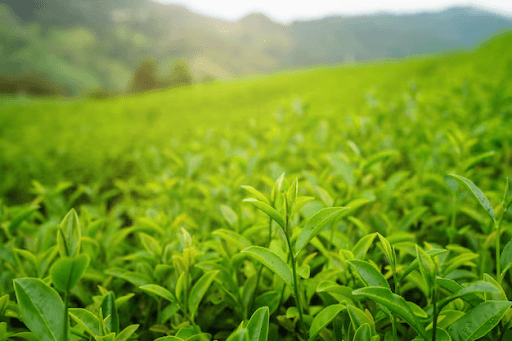 4 Gesundheitsvorteile durch das Trinken von Bio-Tee