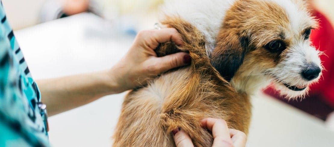 Läusefrei und glücklich: Pflegen Sie das Fell Ihres Hundes