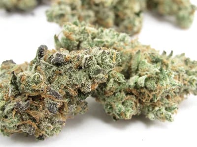 Cannabis Sativa: Die besten Sorten für Anfänger und Experten