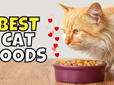 Made by Nacho Cat Food Review: Premium Quality Exposed