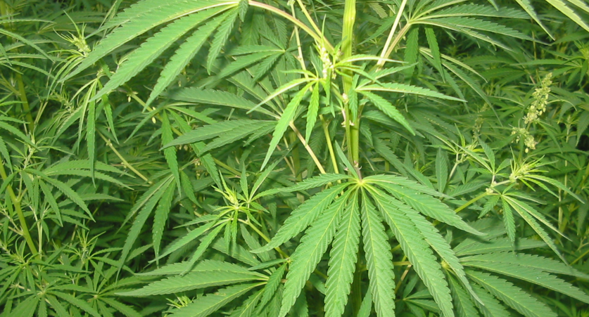 Cannabis Samen und Immunfunktion: Was sagt die Wissenschaft?