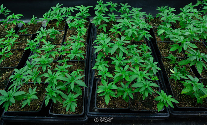 Cannabis Samen in der Tierernährung: Potenziale und Herausforderungen