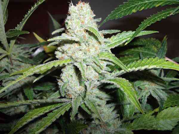 Rhino Cannabis Samen: Vertrauen Sie dem Original